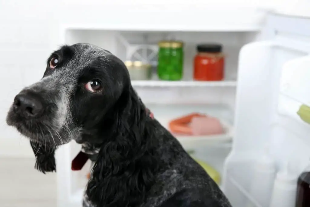 Dog infront of a fridge