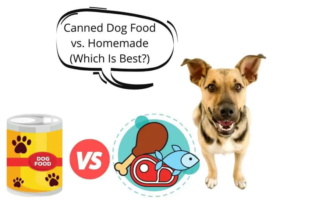 Dog with speech bubble saying Canned Dog Food vs. Homemade (Which Is Best_)