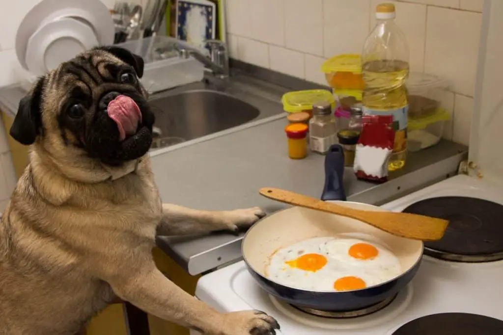 a Dog and a frying pan with eggs