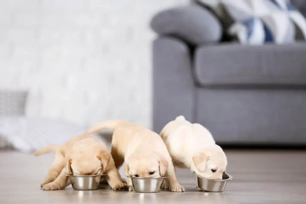 3 Puppies eating