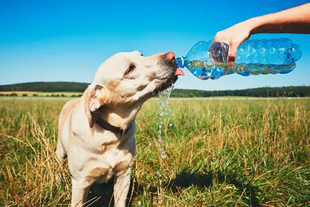 A dog drinking water from a bottle