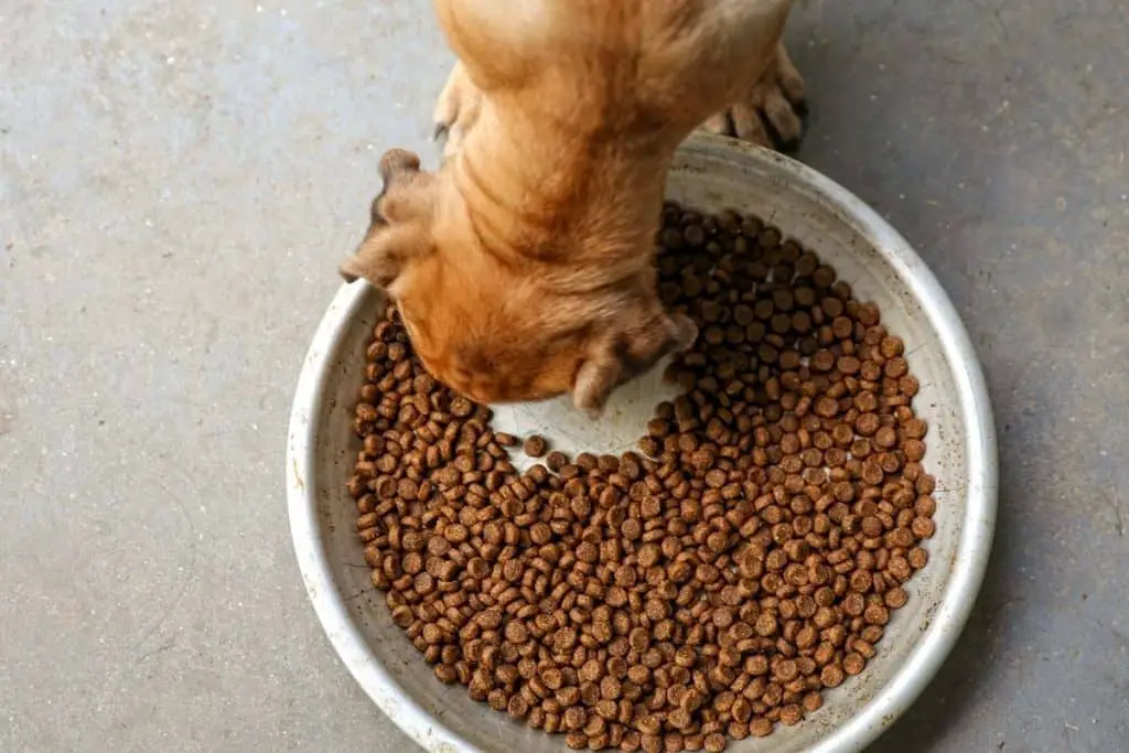 Dog eating kibble from a big bowl