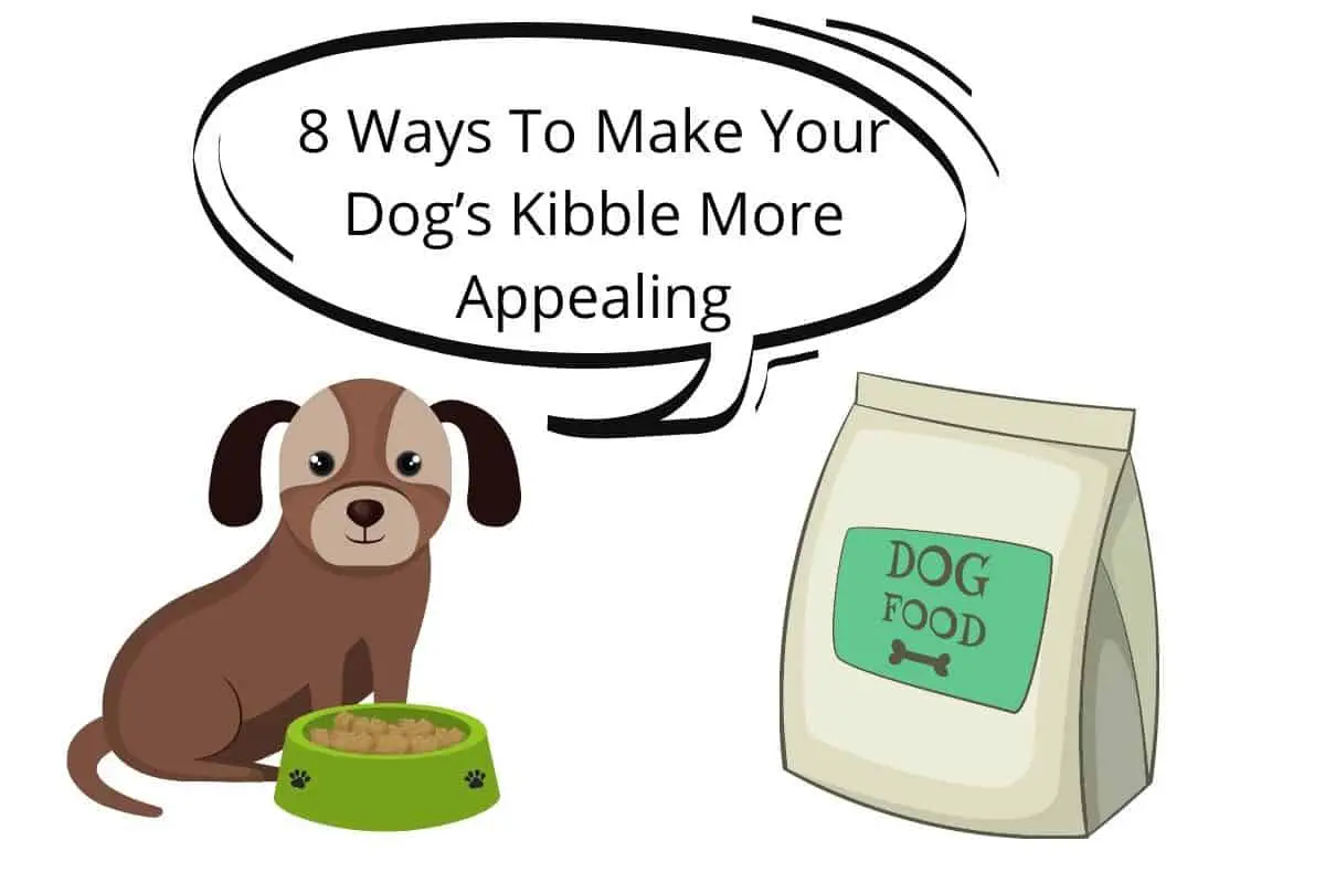 8 Ways To Make Your Dog’s Kibble More Appealing