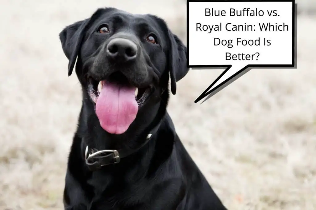 dog and speech bubble saying"Blue Buffalo vs. Royal Canin Which Dog Food Is Better"