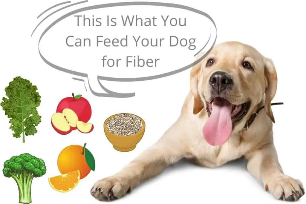This Is What You Can Feed Your Dog for Fiber