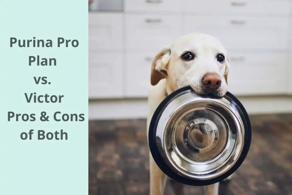 Purina Pro Plan vs. Victor: Pros & Cons of Both