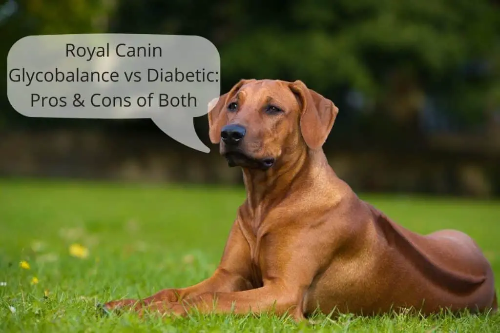 Dog Speech bubble "Royal Canin Glycobalance vs Diabetic Pros & Cons of Both"