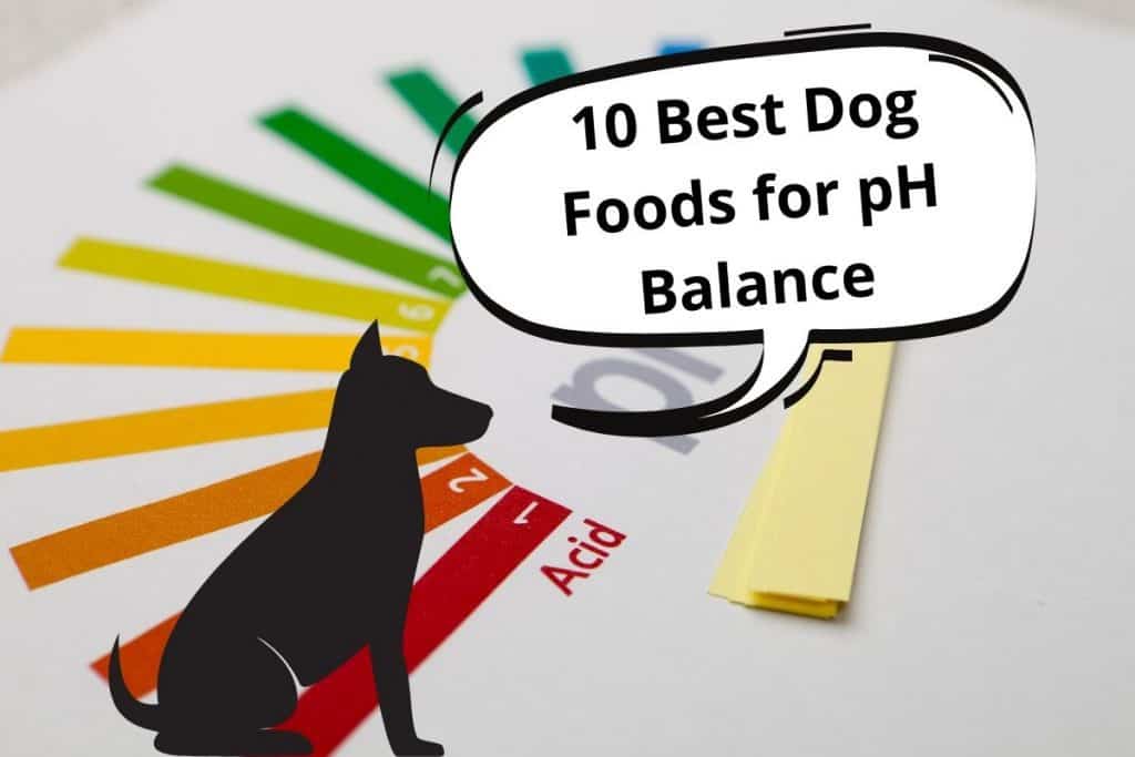 dog and a speech bubble saying "10 Best Dog Foods for pH Balance"