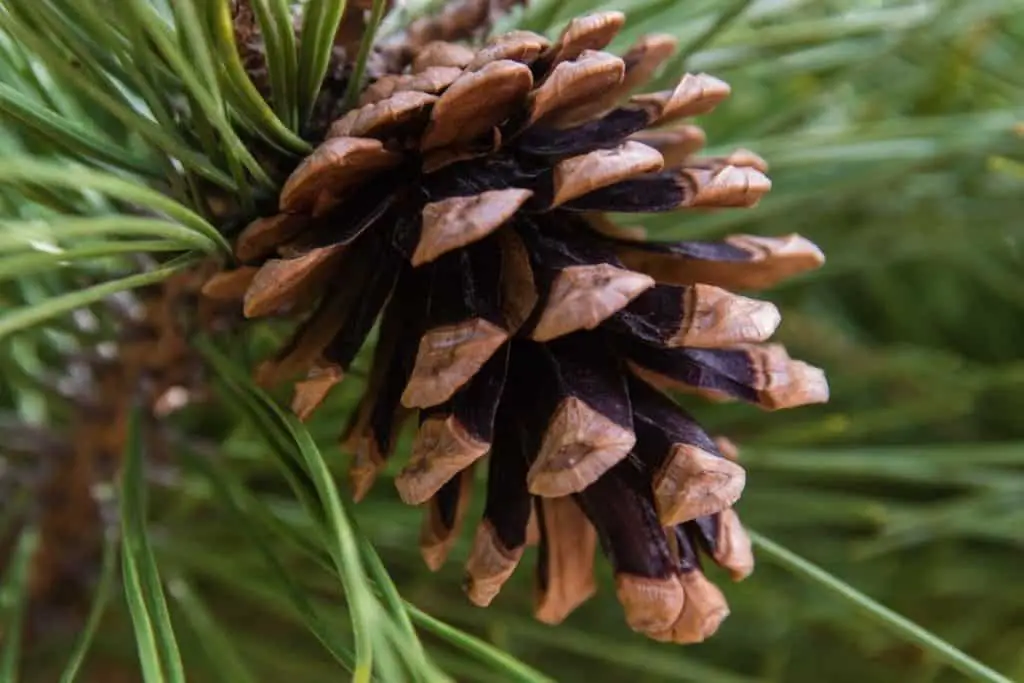 Pine Cone on a branch close up