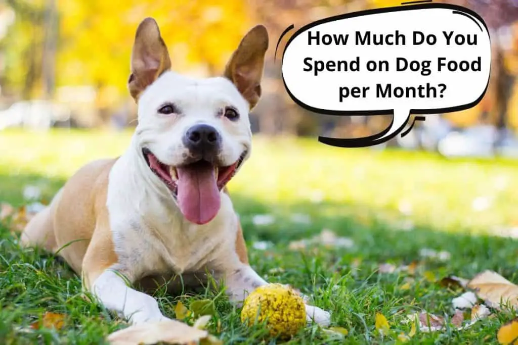dog with a speech bubble "how much do you spend on dog food each month"