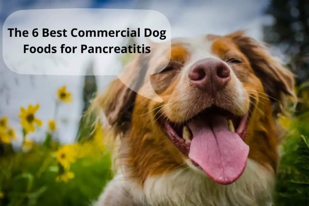 dog with a speach bubble saying "The 6 Best Commercial Dog Foods for Pancreatitis"