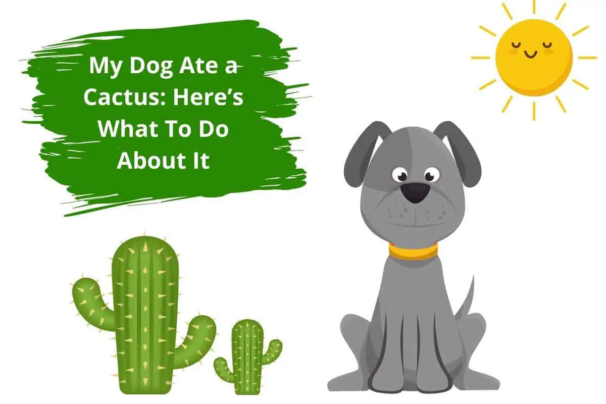 My Dog Ate a Cactus: Here’s What To Do About It