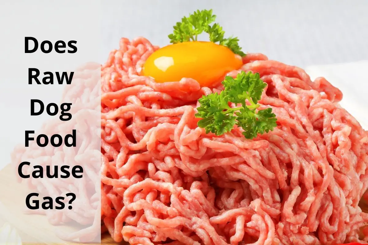 Does Raw Dog Food Cause Gas We Asked The Experts Mr Dog Food
