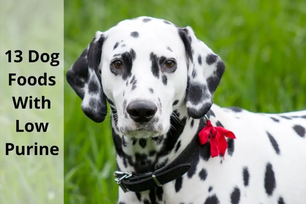 Dalmatian dog: 13 dog foods with low purine